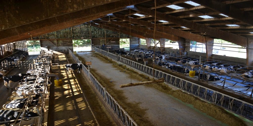 Caméra de stabulation